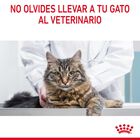 Royal Canin Adult Oral ração para gatos, , large image number null